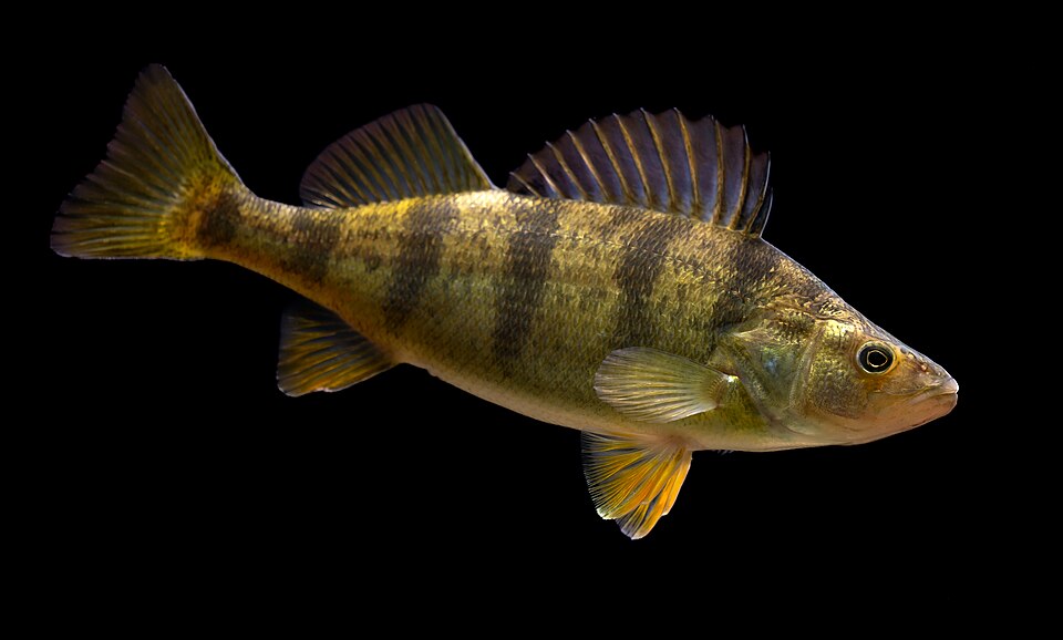Yellow perch with striped body